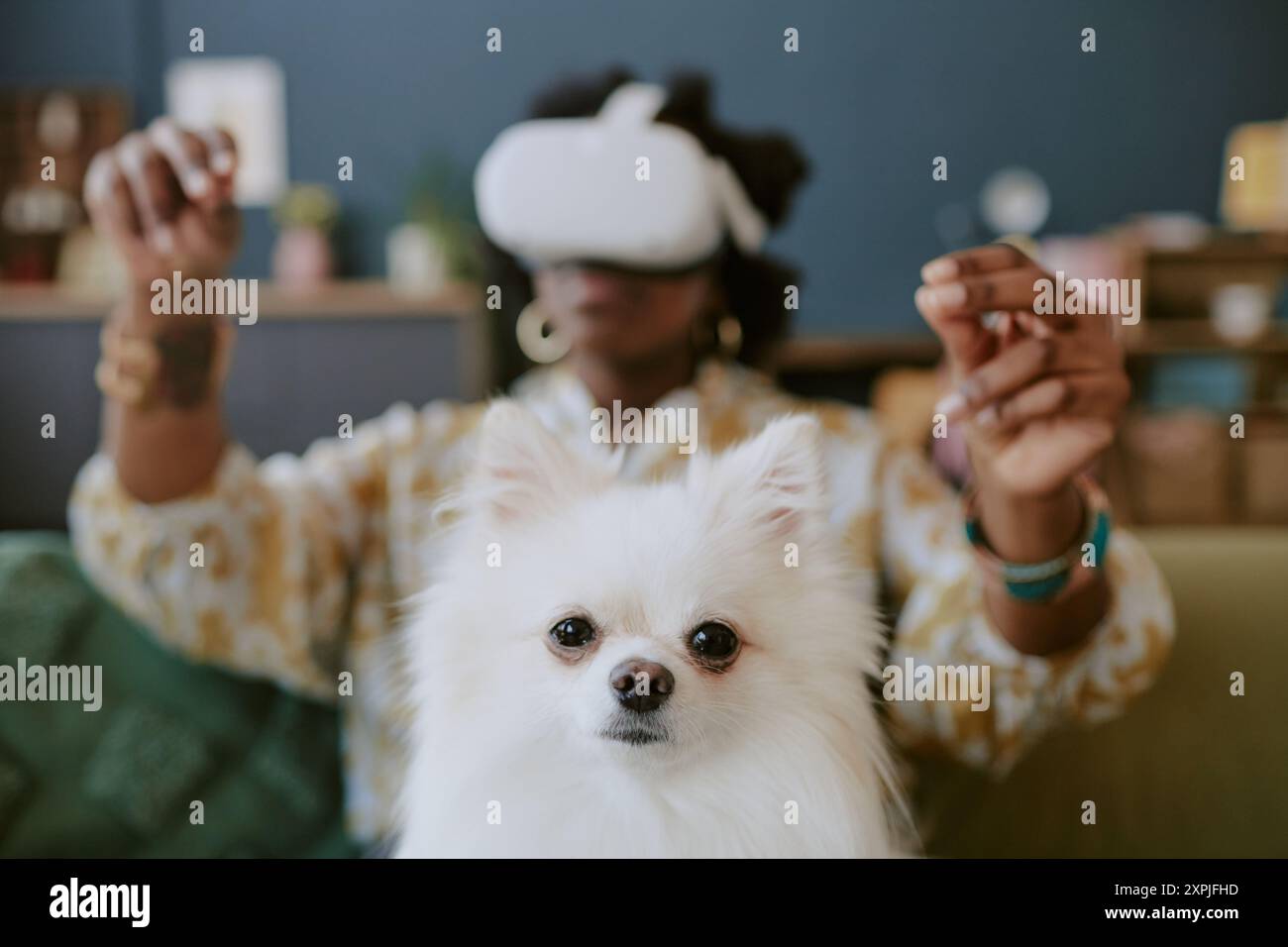 Experiencing Virtual Reality with Small White Dog at Home Stock Photo