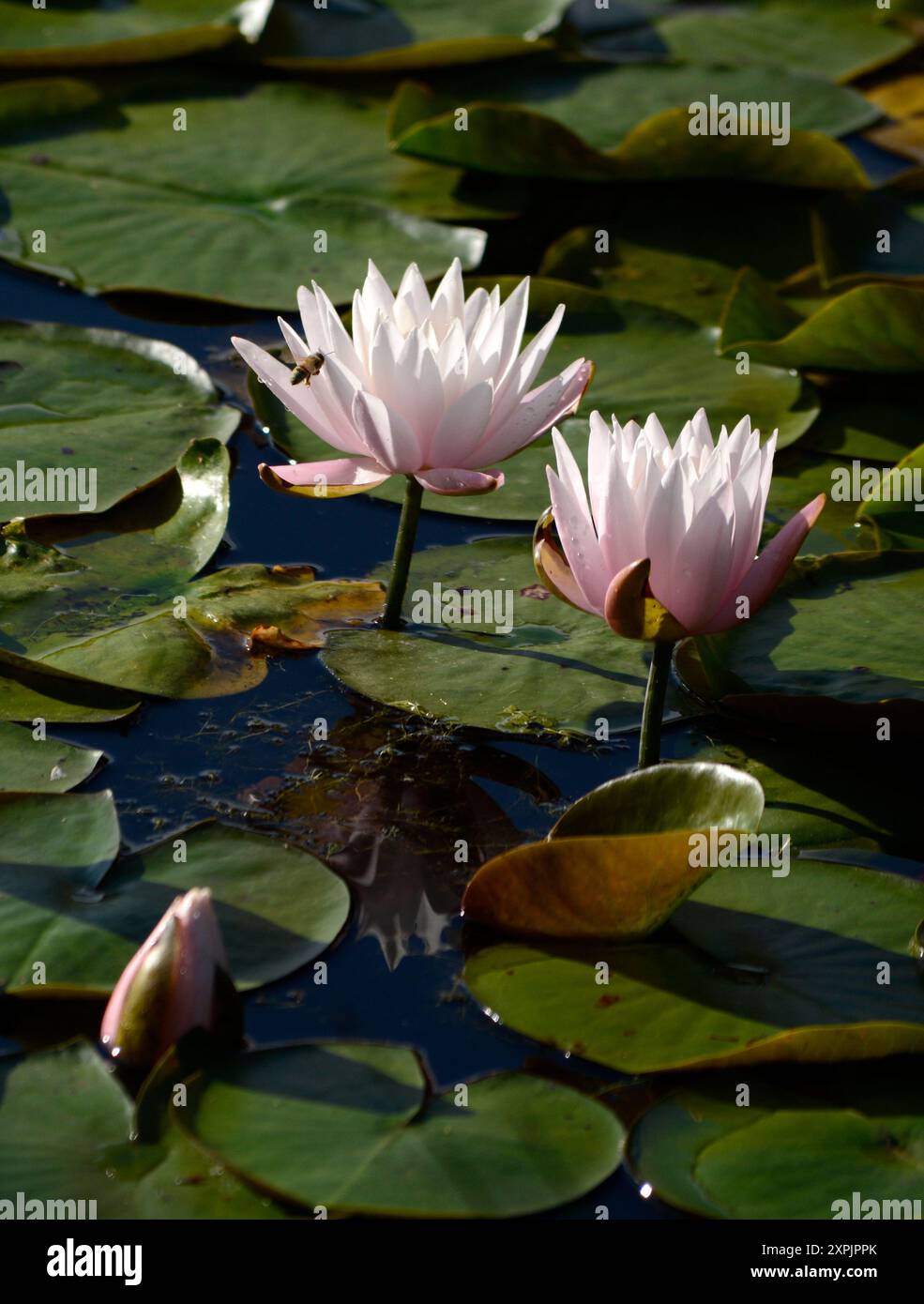 Water lillies (Nymphaea nouchali) growing in a pond in a public park in Flat Rock, North Carolina. Stock Photo