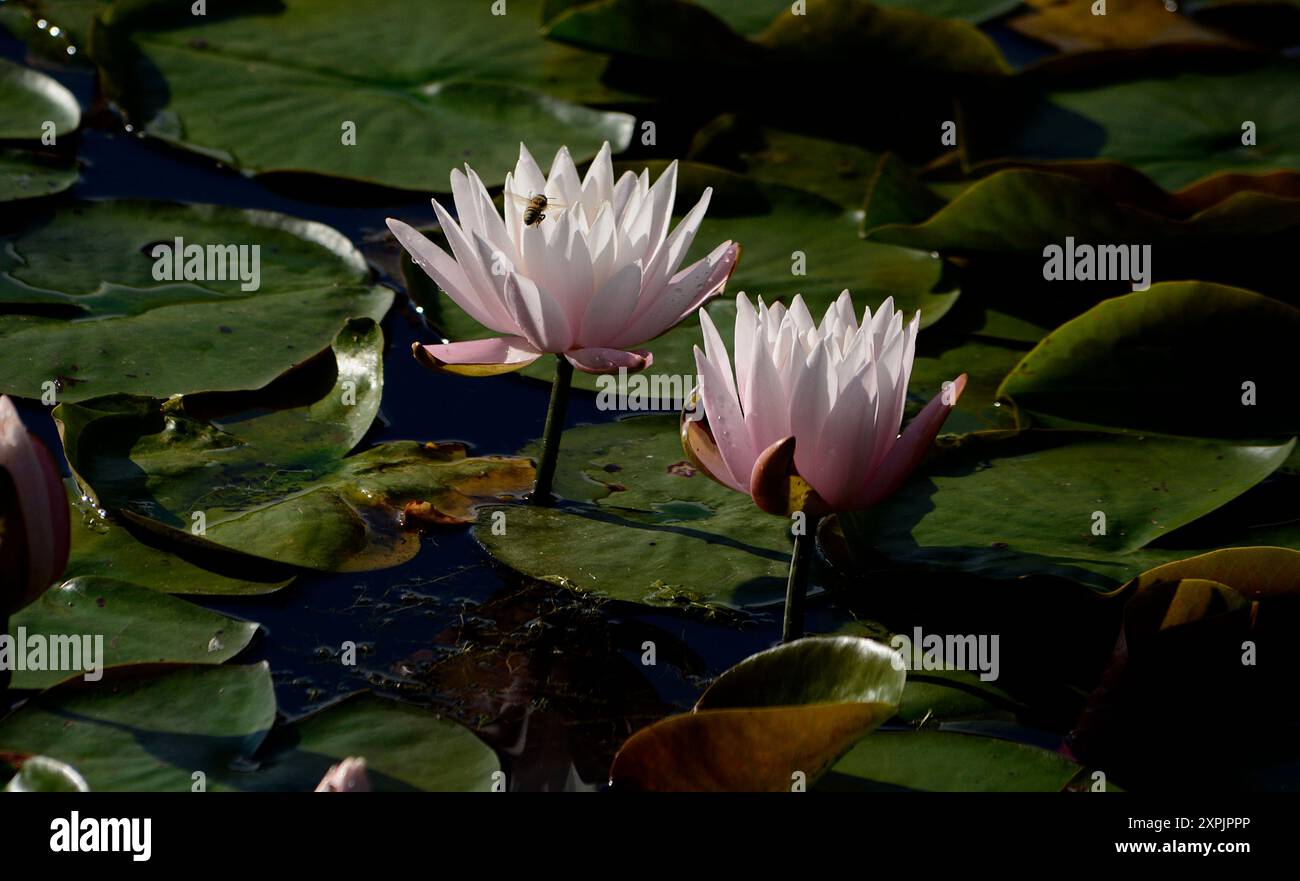 Water lillies (Nymphaea nouchali) growing in a pond in a public park in Flat Rock, North Carolina. Stock Photo