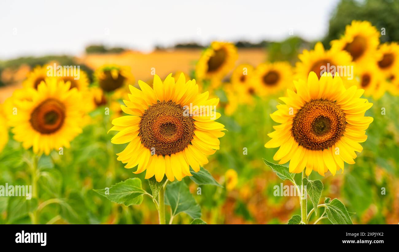 Background summer field plants hi-res stock photography and images - Alamy