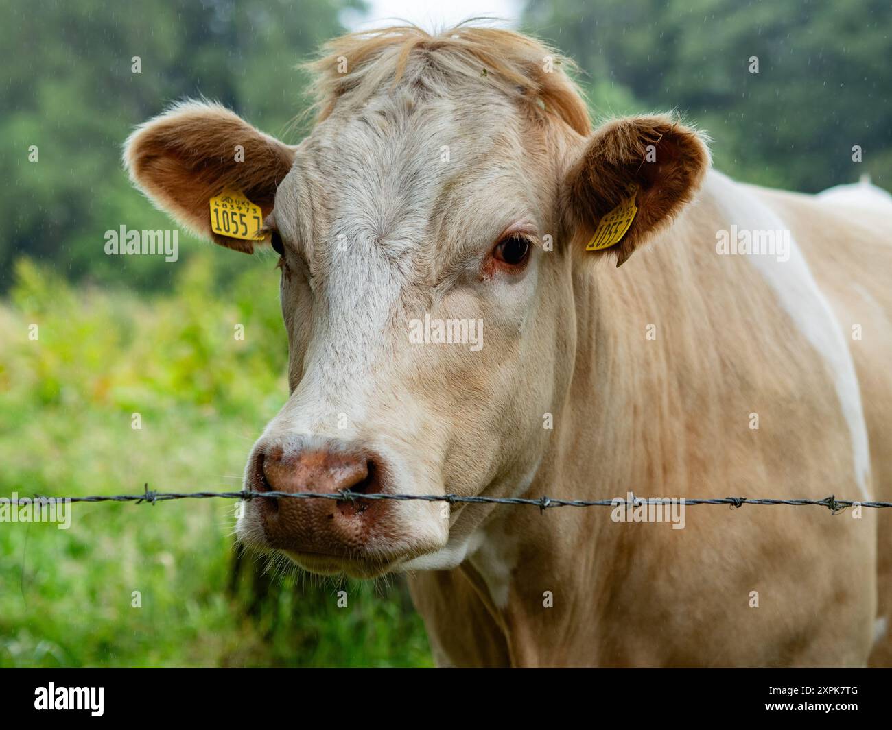 Gortin, Ireland. 30th June, 2024. A cow is seen looking straight at the camera. The Ireland Way is a trail that joins the 'Beara-Breifne Way' that starts in Cork, in the Republic of Ireland, and links to the 'Ulster Way', which covers Northern Ireland. (Photo by Ana Fernandez/SOPA Images/Sipa USA) Credit: Sipa USA/Alamy Live News Stock Photo