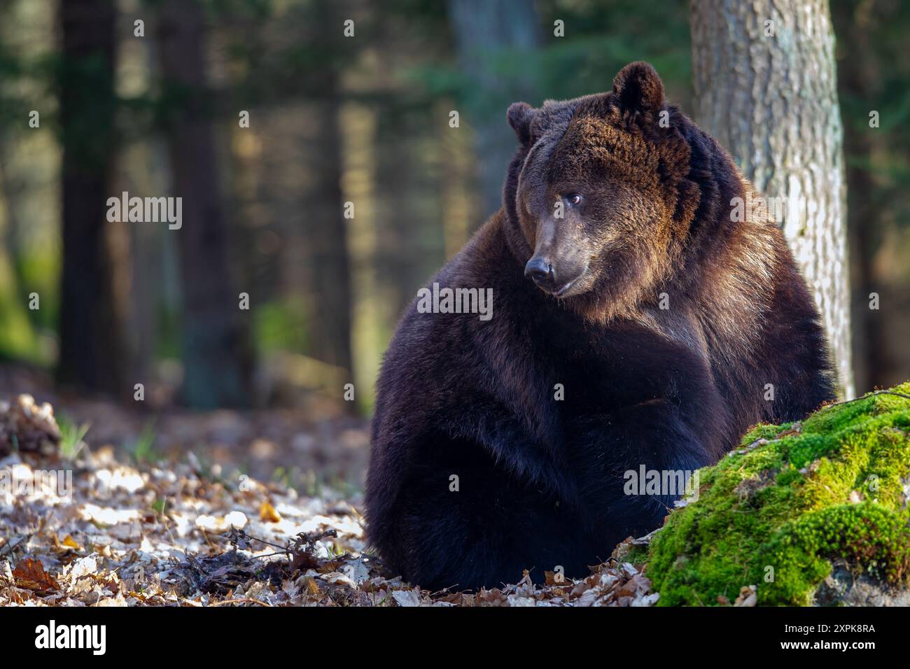Majestic Brown Bear Resting in a Forest. Looking to the left. Text space in the left part of image Stock Photo