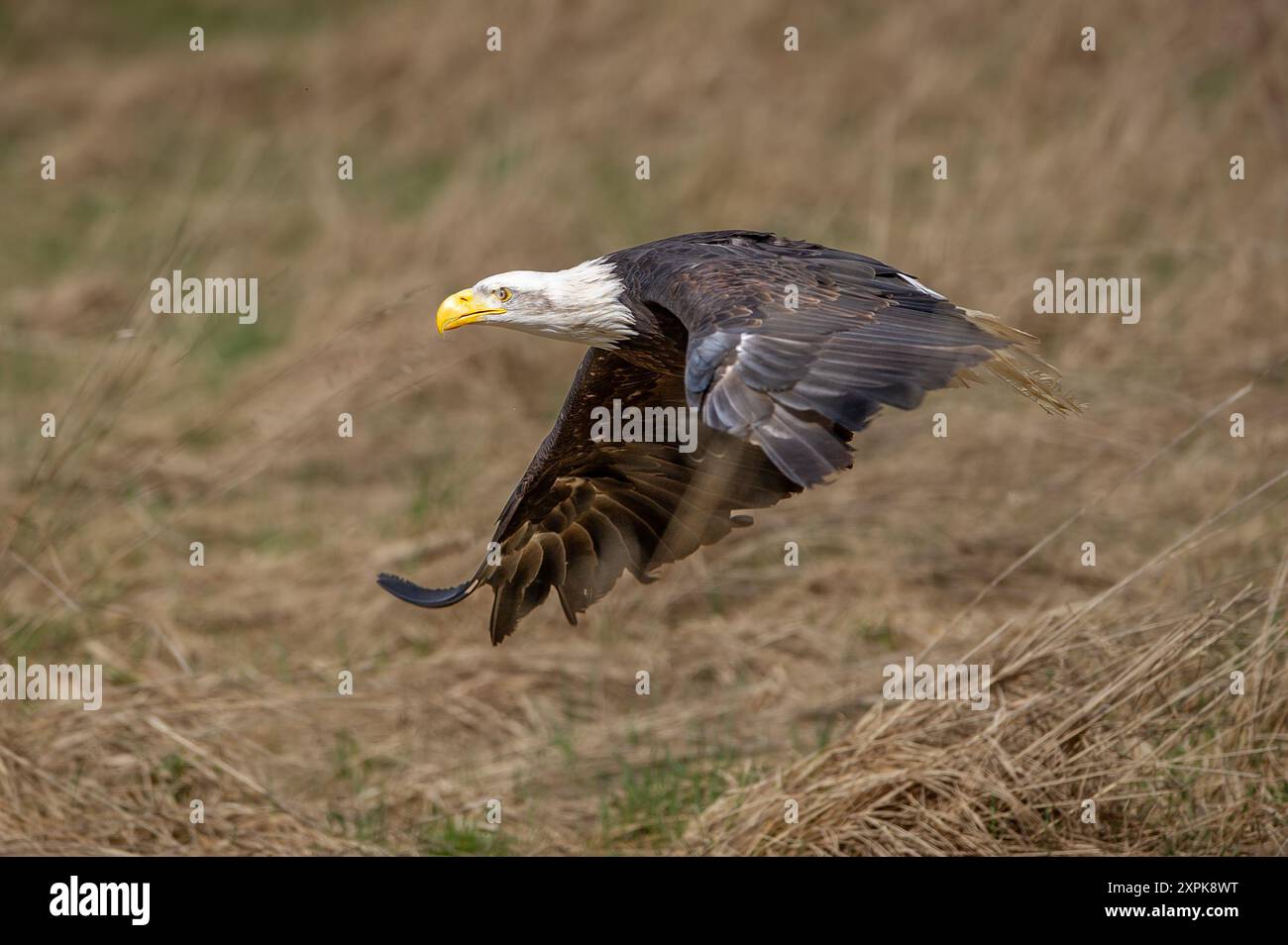 Majestic eagle wingspan hi-res stock photography and images - Alamy