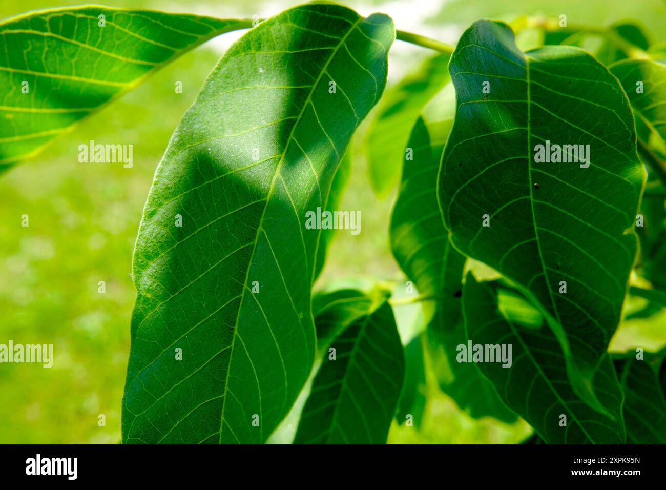 Lush green leaves exhibit hi-res stock photography and images - Alamy