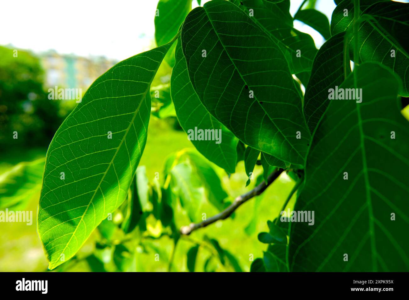 Leaves exhibit rich veins hi-res stock photography and images - Alamy