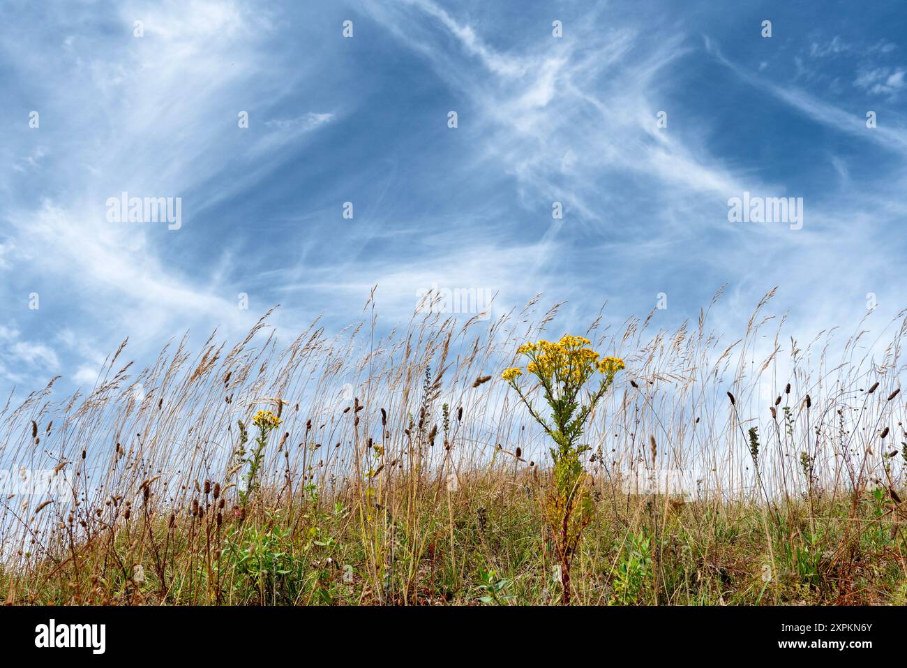 Common ragwort plants hi-res stock photography and images - Alamy