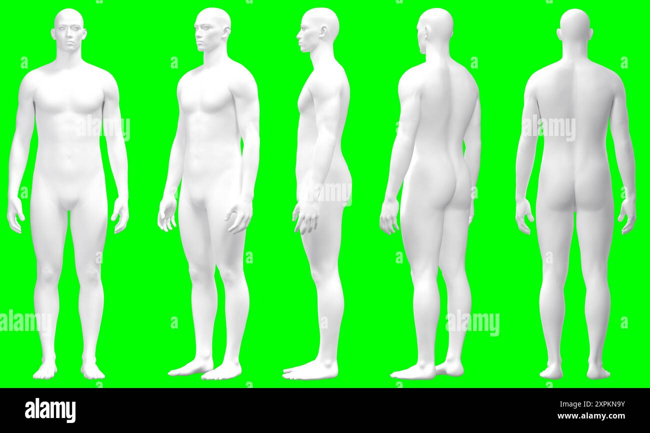 Male 3D Model in Various Poses, Male Body Mannequin Stock Photo