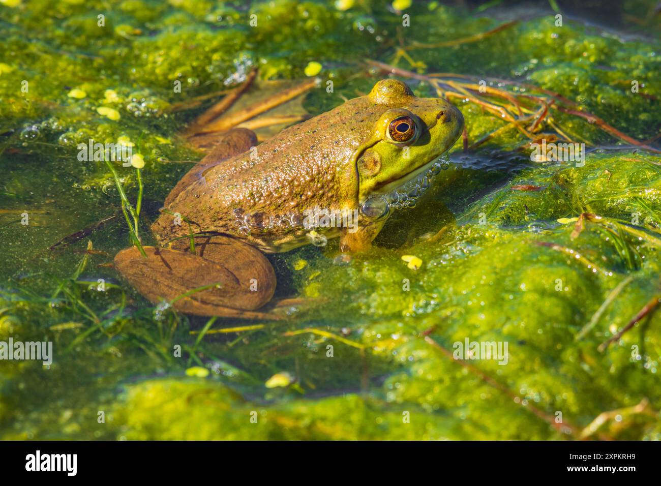 American bull frog hi-res stock photography and images - Alamy