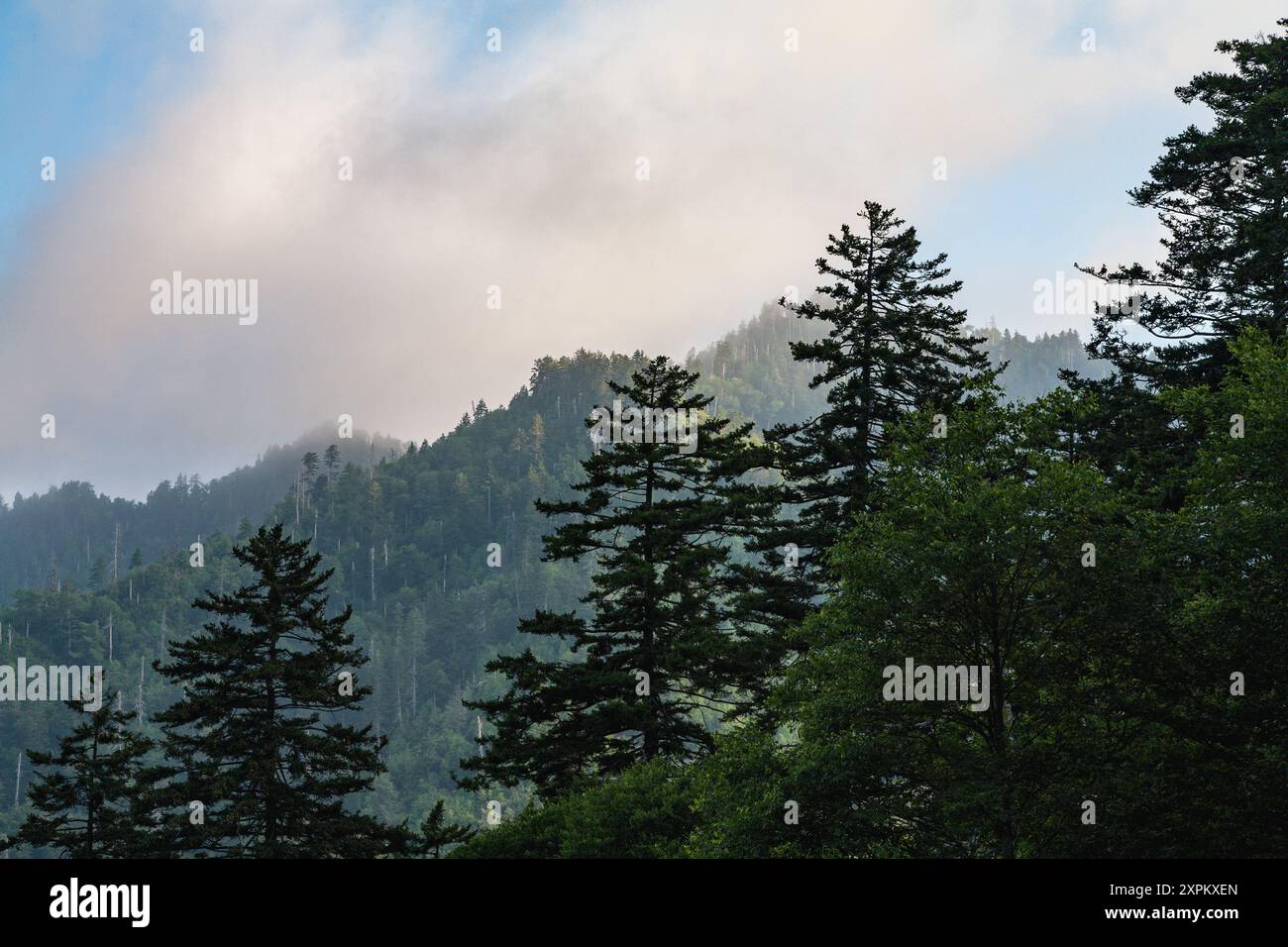 Morning Atmosphere in the Great Smoky Mountains National Park from Newfound Gap Road Stock Photo
