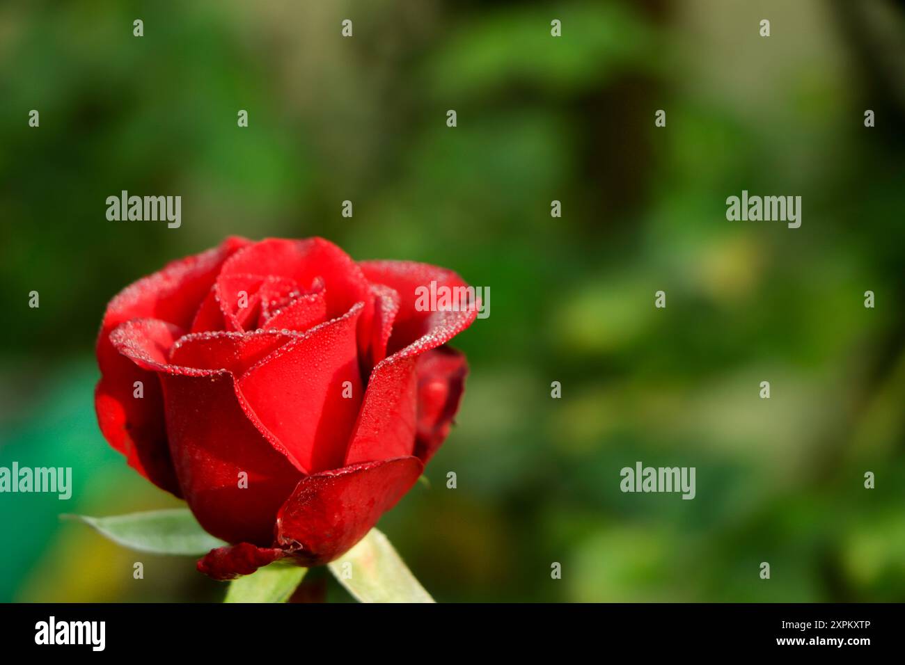 Small red roses closeup hi-res stock photography and images - Alamy
