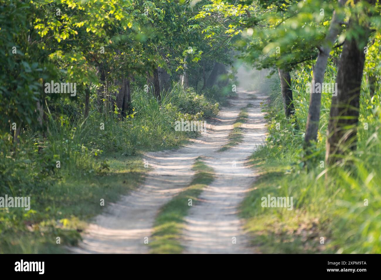 A sunny afternoon scene deep inside the forest. Stock Photo