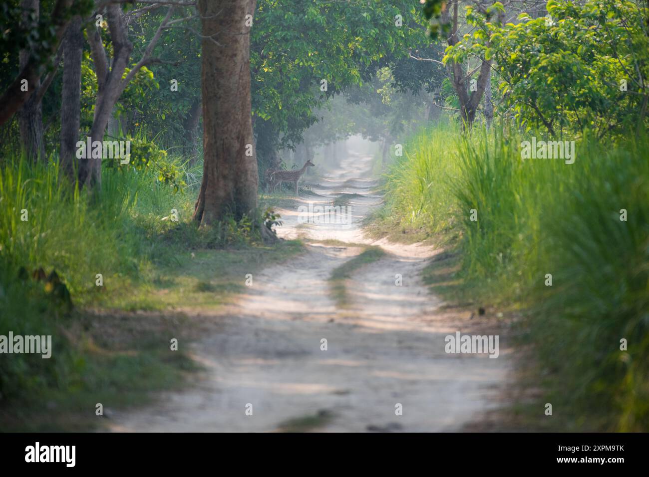 A sunny afternoon scene deep inside the forest. Stock Photo