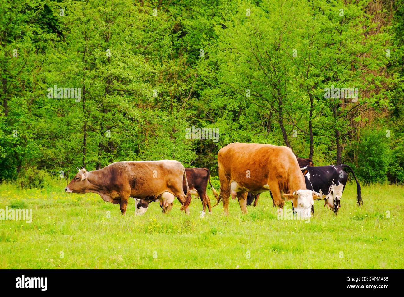 cattle grazing on the pasture. countryside landscape in spring. rural scenery with cows on a grassy meadow by the forest. concept of sustainability in Stock Photo