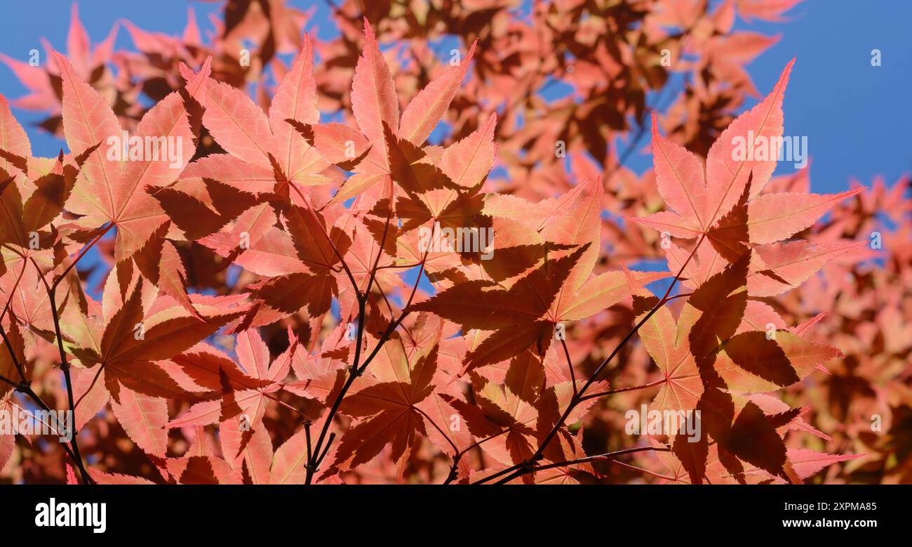 Illuminated red leaves in hi-res stock photography and images - Alamy