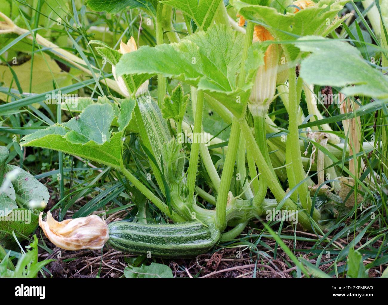 A striped zucchini come to fruition in a greenhouse garden Stock Photo