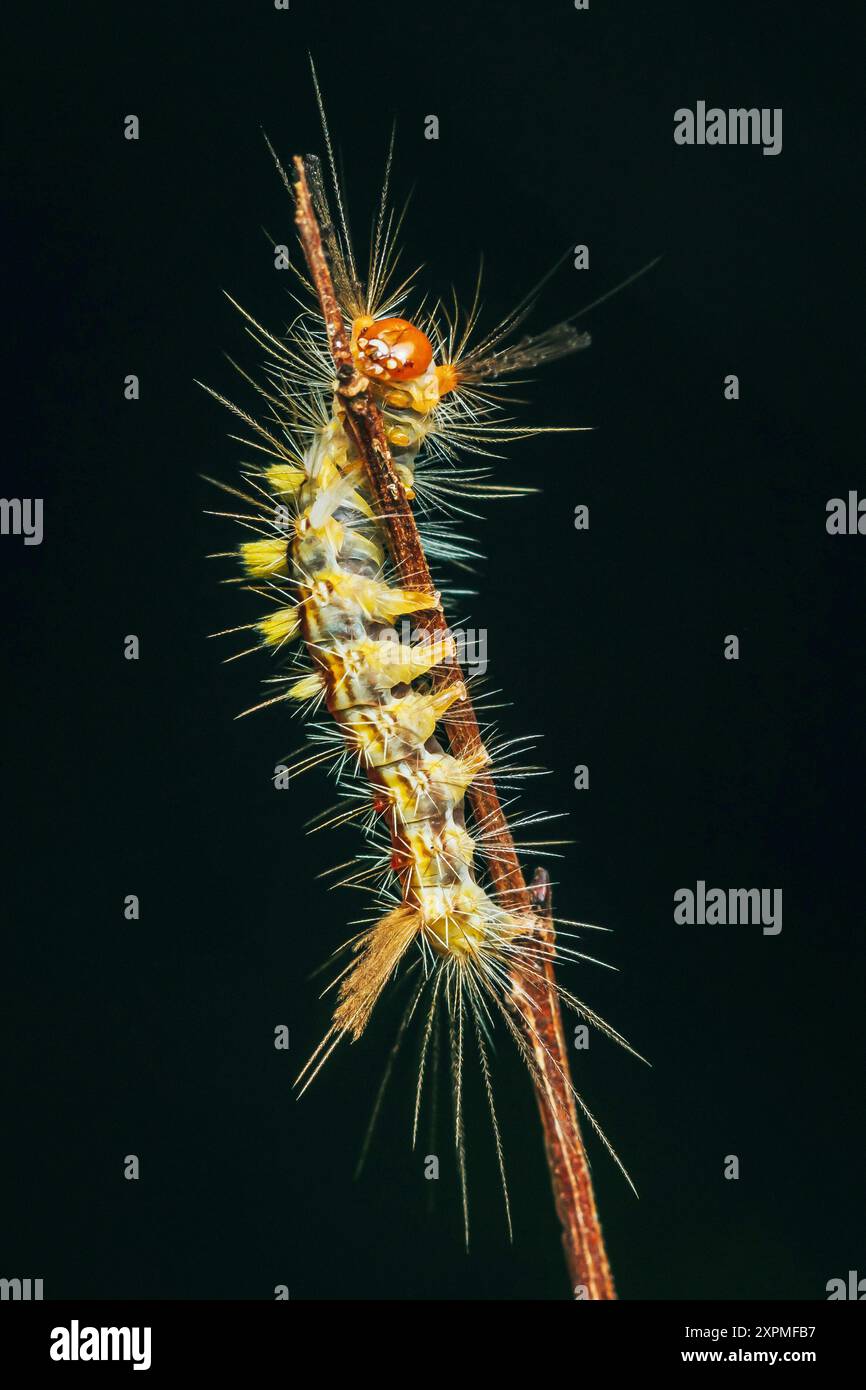 Close up a colorful hairy poisonous caterpillar on tree branch ...