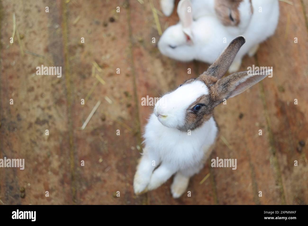 Rabbits in the farm on the wooden floor, selective focus Stock Photo ...