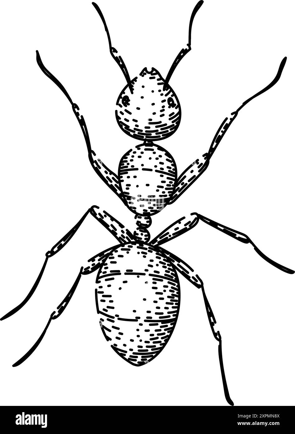 nest ant sketch hand drawn vector Stock Vector