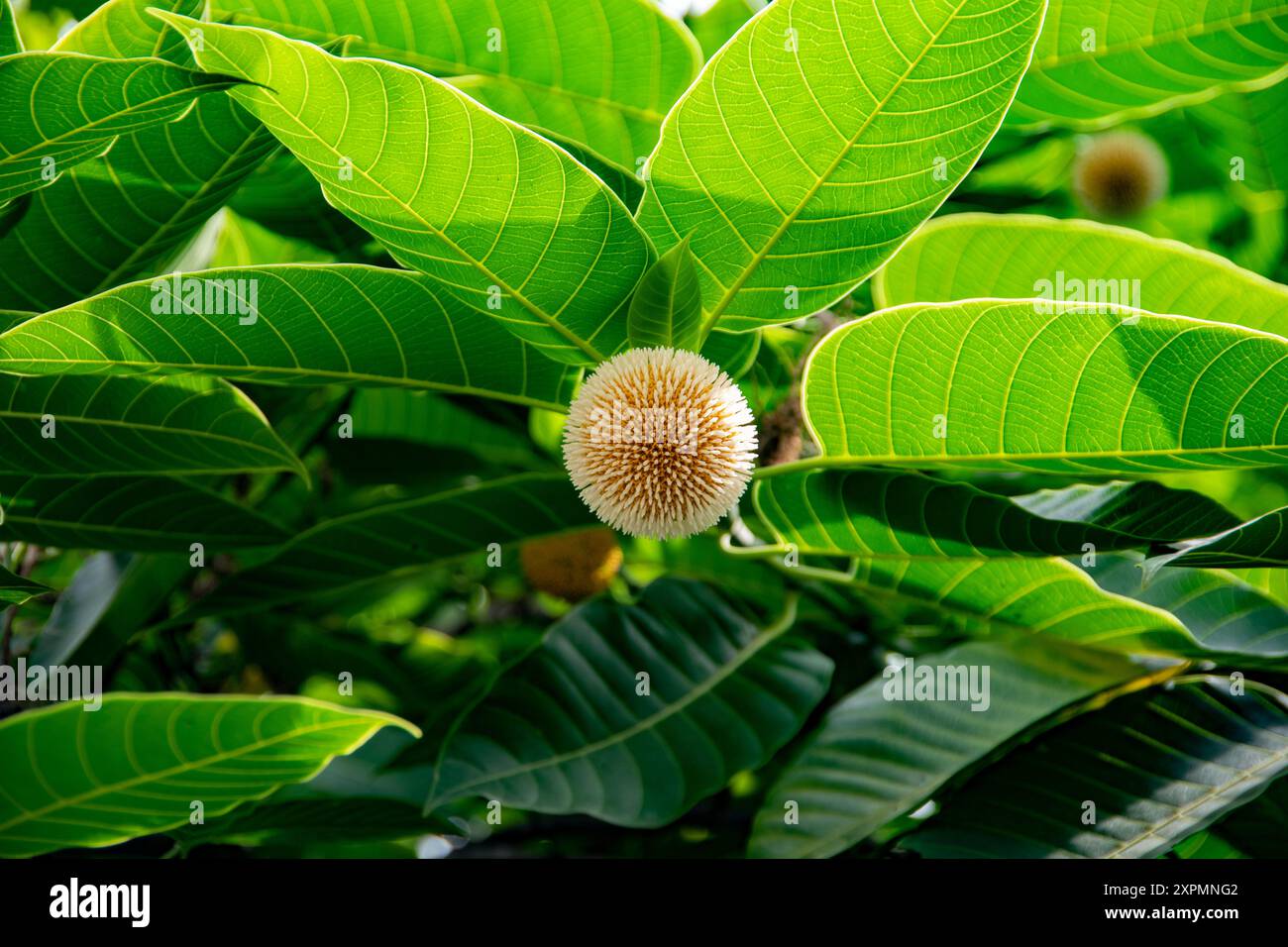 Neolamarckia cadamba    burflower-tree    laran    Leichhardt pine   kodom ful Stock Photo