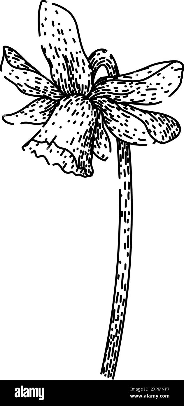 flower daffodil sketch hand drawn vector Stock Vector Image & Art - Alamy