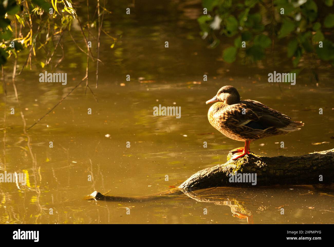 Parc de l'Orangerie, Strasbourg , France Stock Photo Alamy