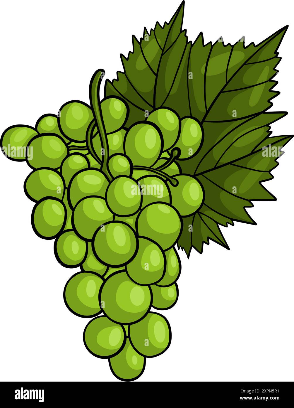 Bunch of green grapes with leaf. Vector illustration Stock Vector Image ...