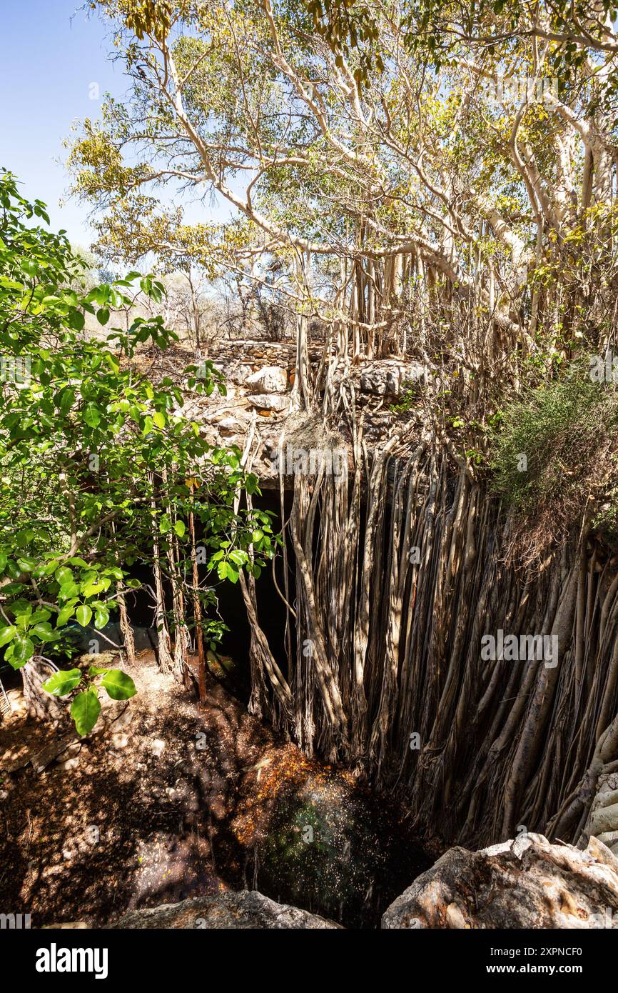 Toliara small tree hi-res stock photography and images - Alamy