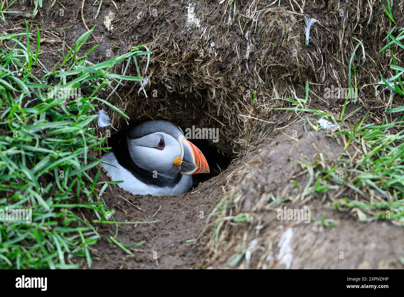 puffins　フラット加工 Puffins and Razorbills of Grimsey Island Workshop Reports May June