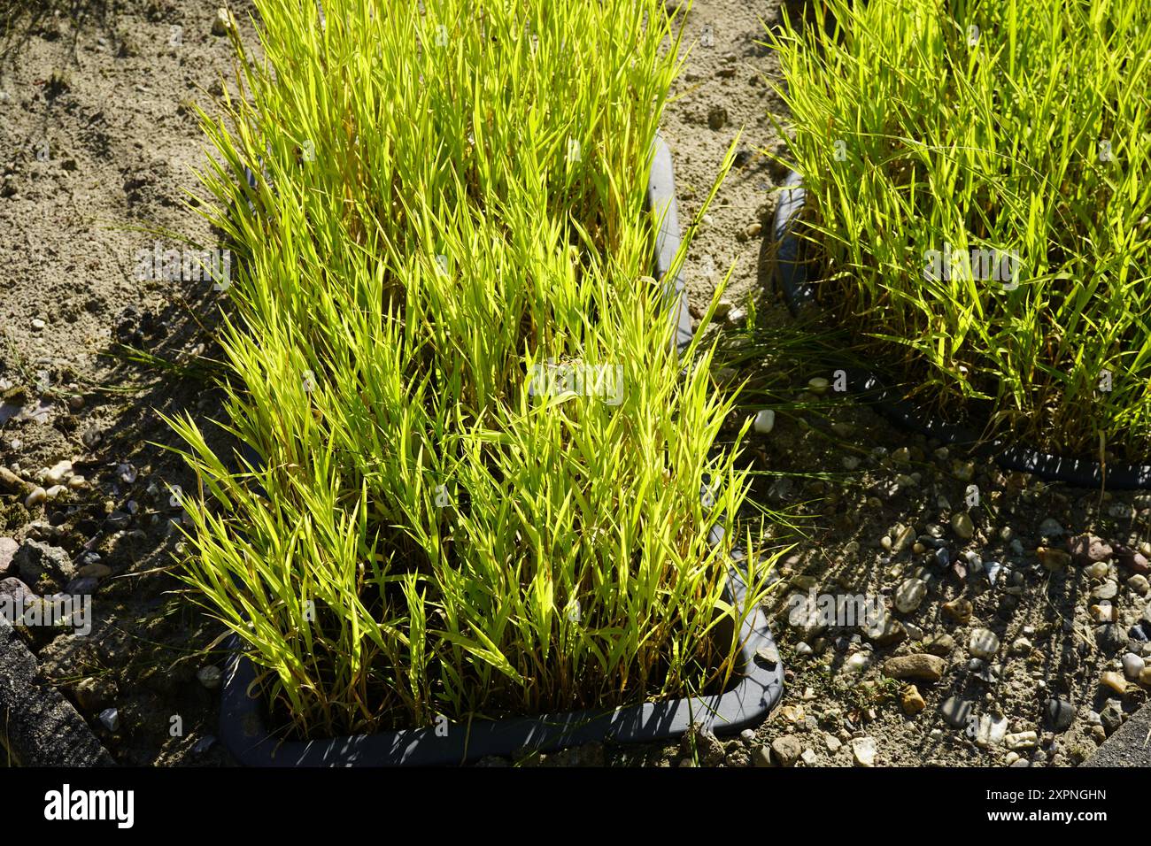 Planted rice hi-res stock photography and images - Alamy
