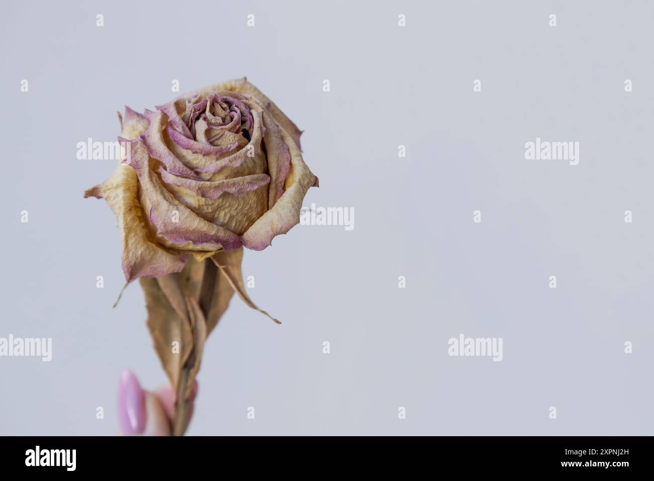 Dried rose on light background. Stock Photo