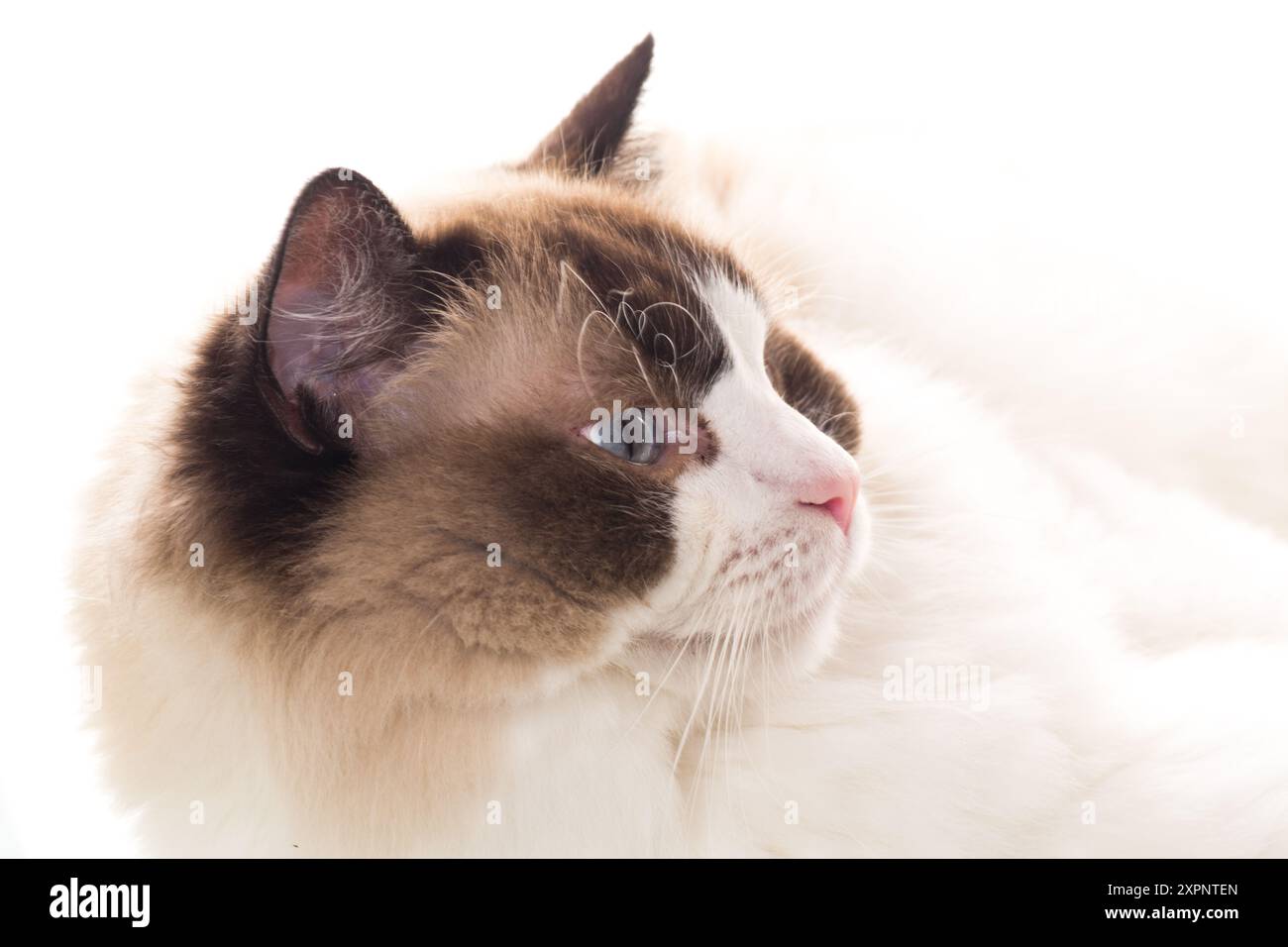 Portrait of purebred Ragdoll cat, isolated on white background Stock ...