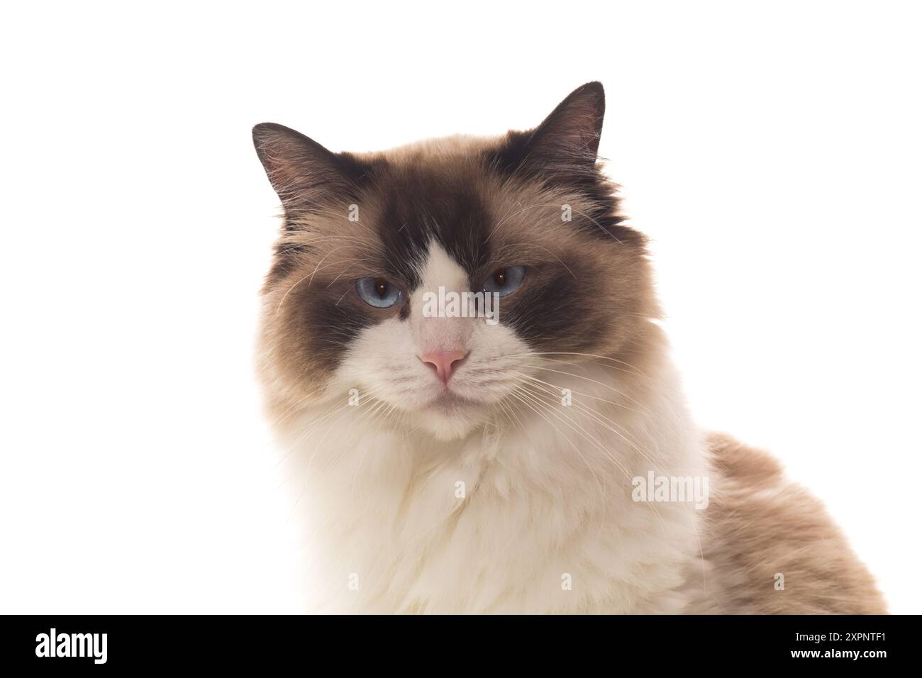 Portrait of purebred Ragdoll cat, isolated on white background Stock ...