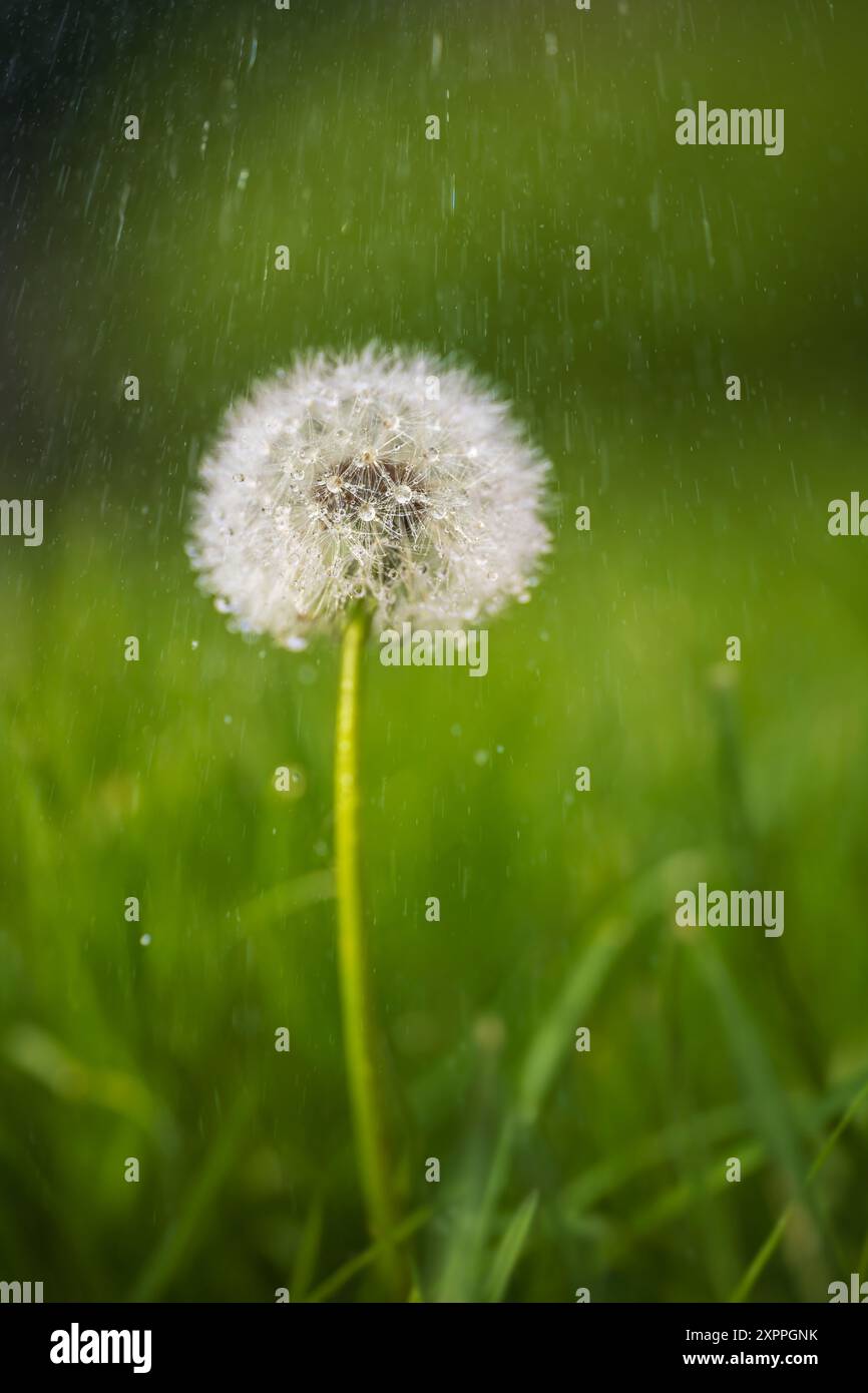 Dandelion in summer rain, Bavaria, Germany Stock Photo