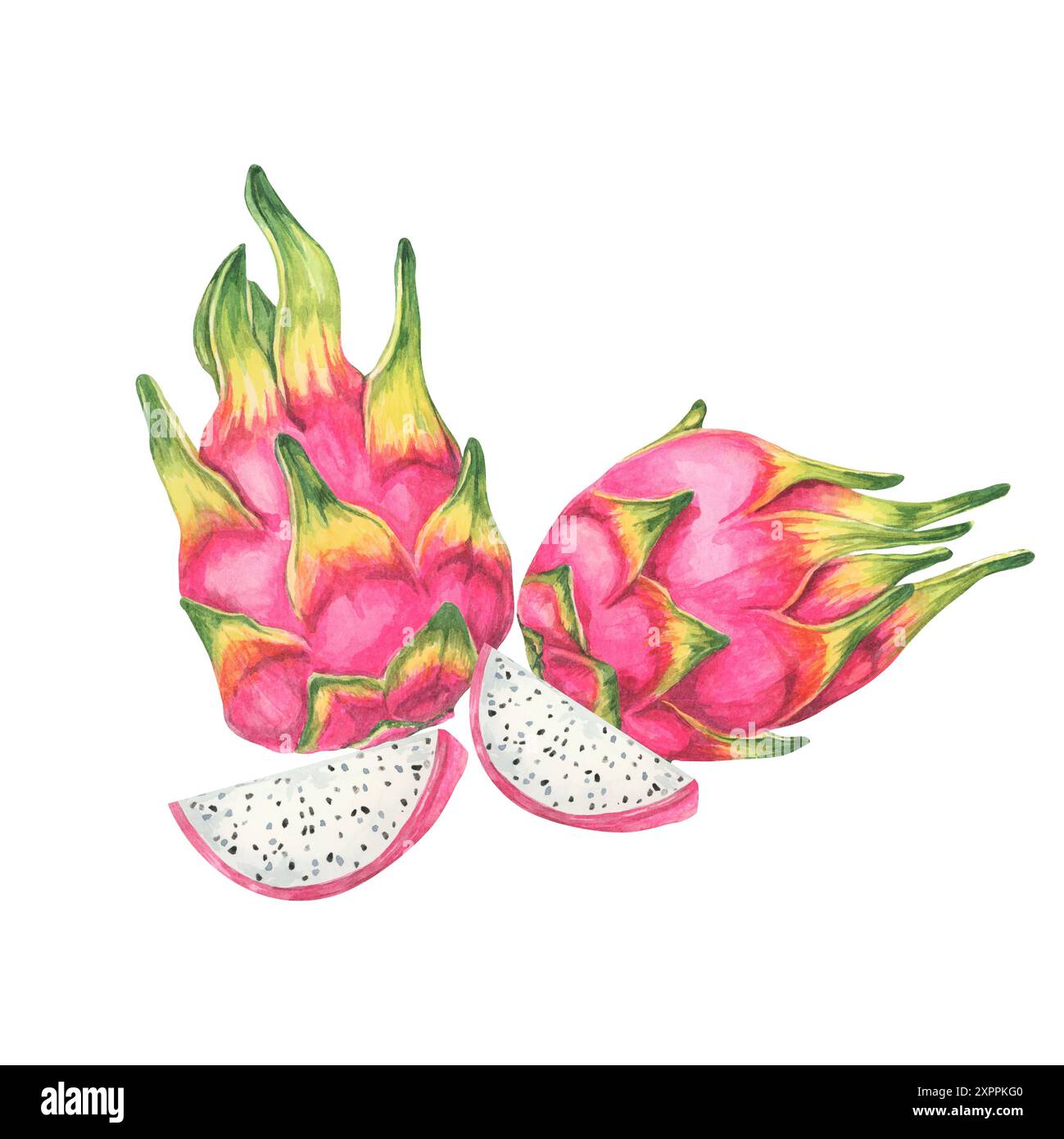 Pitaya watercolor featuring two pink dragon fruits with one sliced open, displaying white flesh and black seeds. Use this clipart in culinary illustrations, digital art, and exotic fruit designs Stock Photo