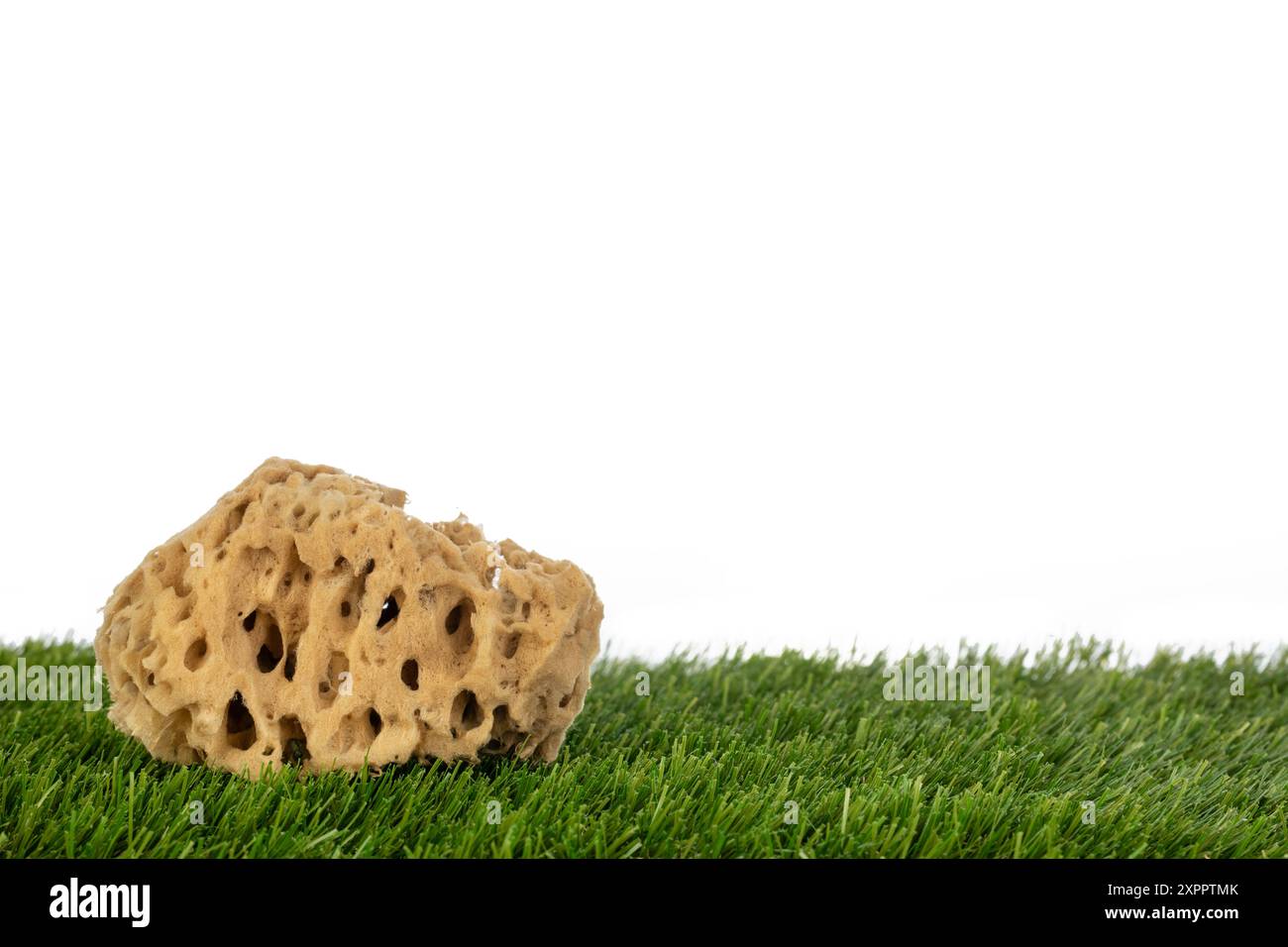 Single Exfoliating Sponge on Grass Stock Photo