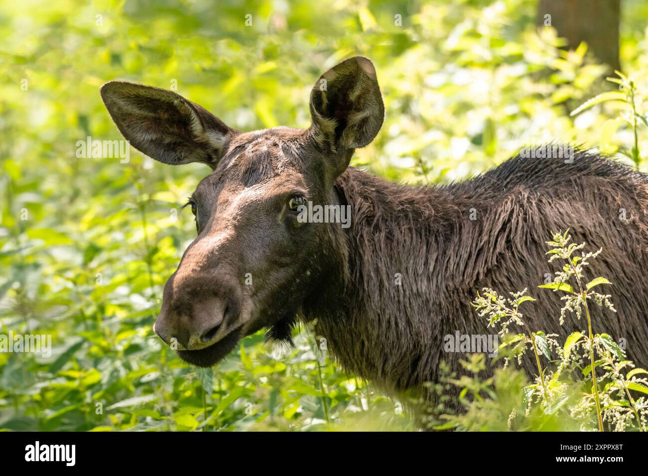 Moose In The Forest Stock Photo