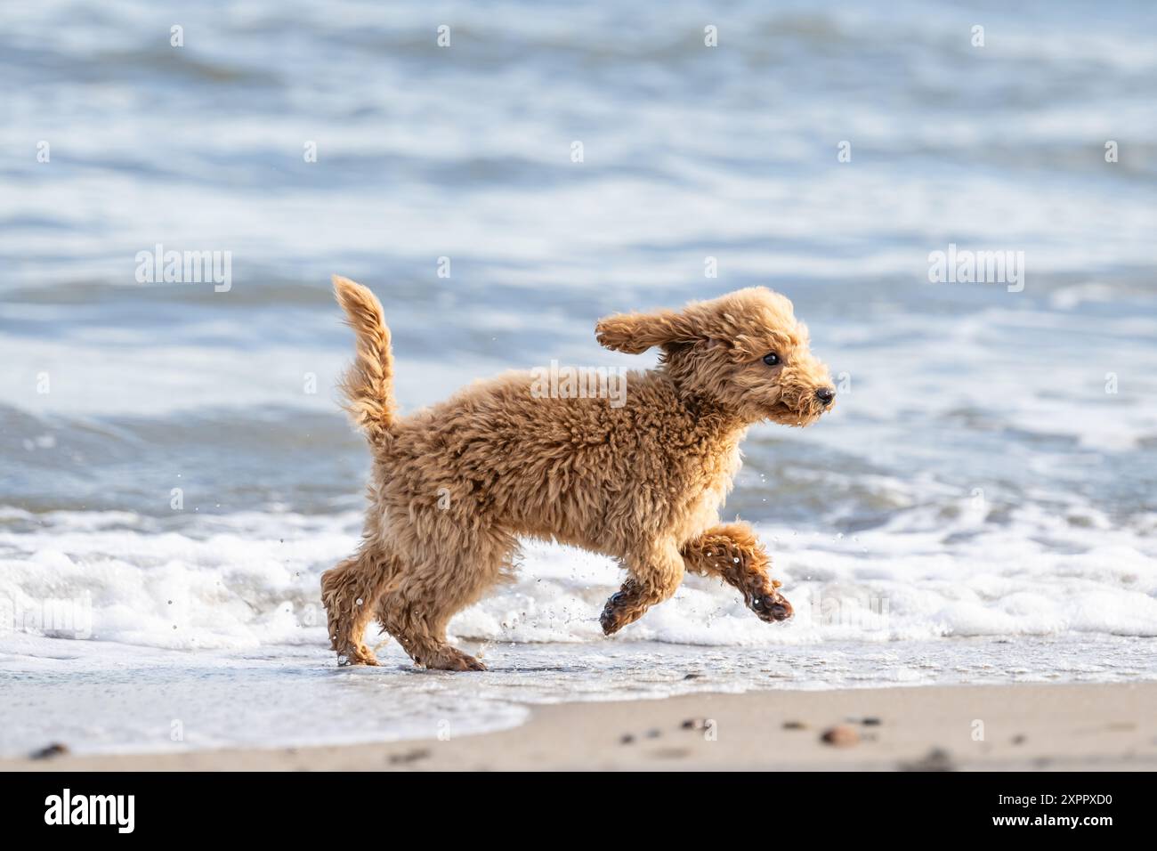 Miniature poodle by the sea Stock Photo