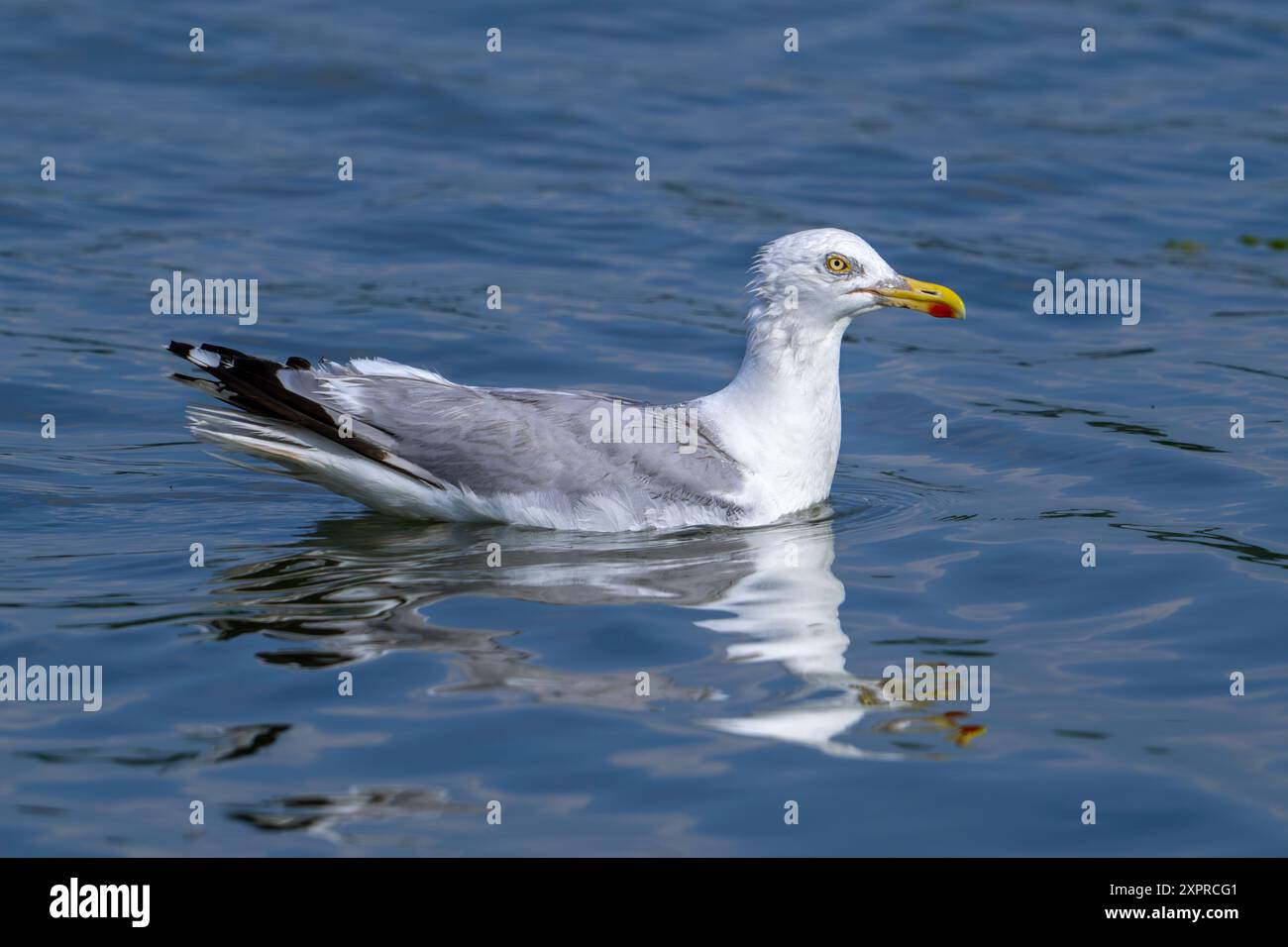 European herring gull (Larus argentatus) adult seagull swimming in sea water along the North Sea coast in summer Stock Photo