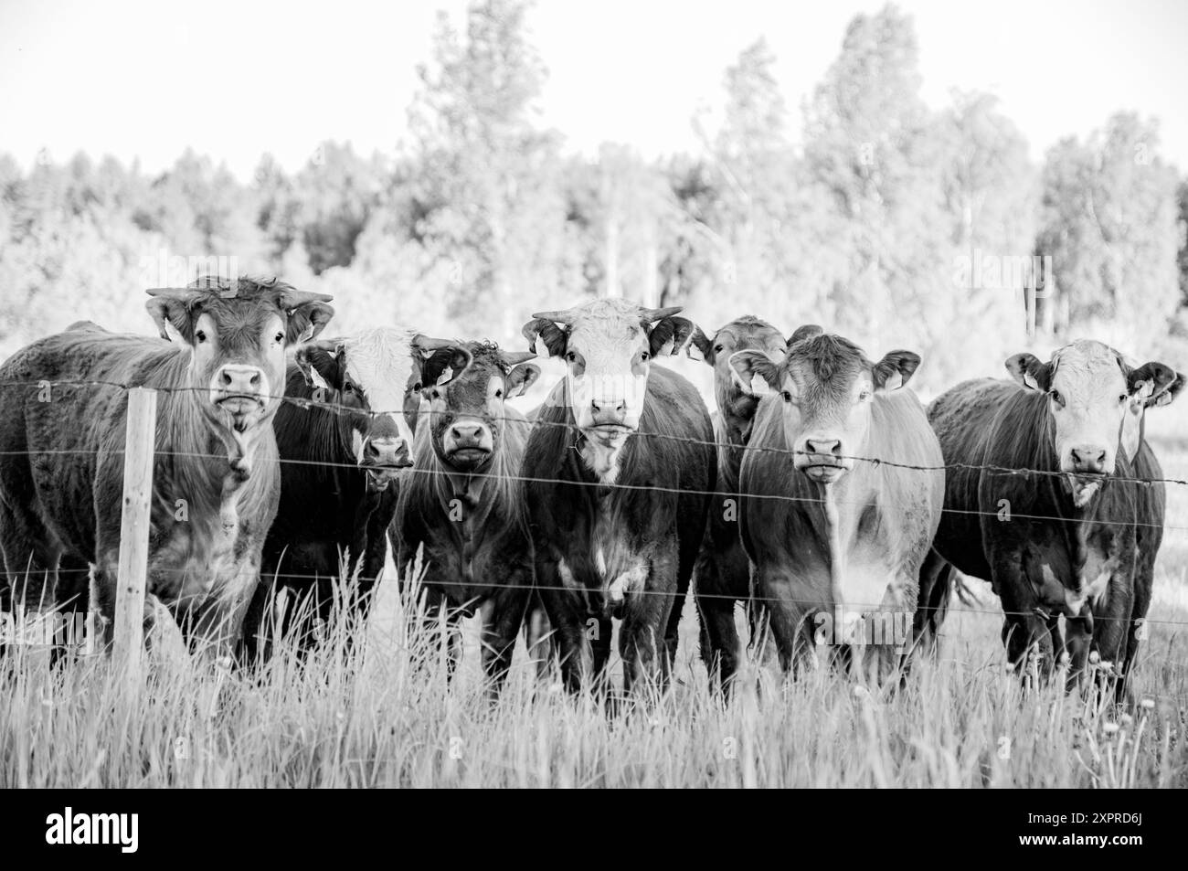 Sun beef Black and White Stock Photos & Images - Alamy
