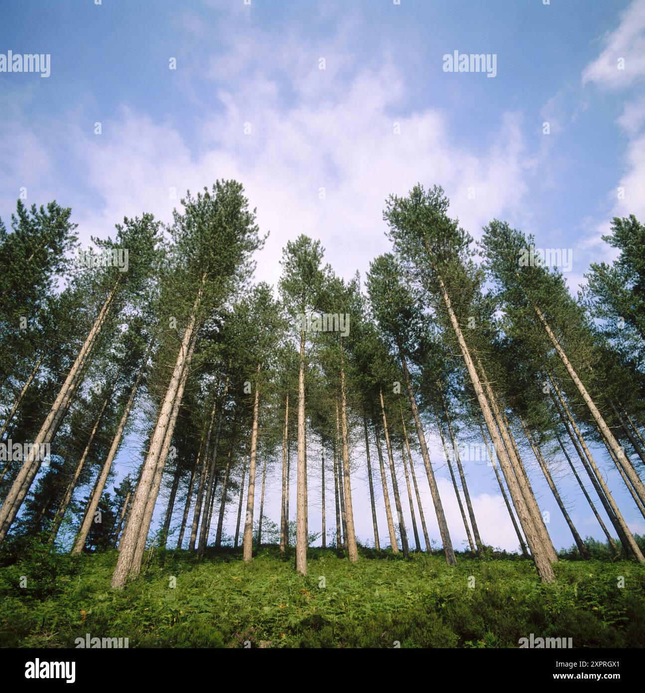 Pine trees low angle shot hi-res stock photography and images - Alamy