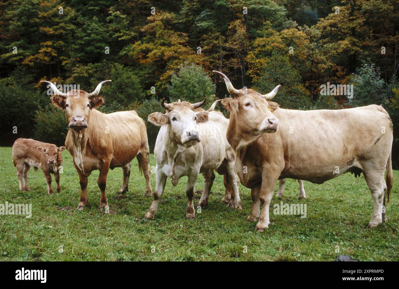 Cattle farming in spain hi-res stock photography and images - Alamy