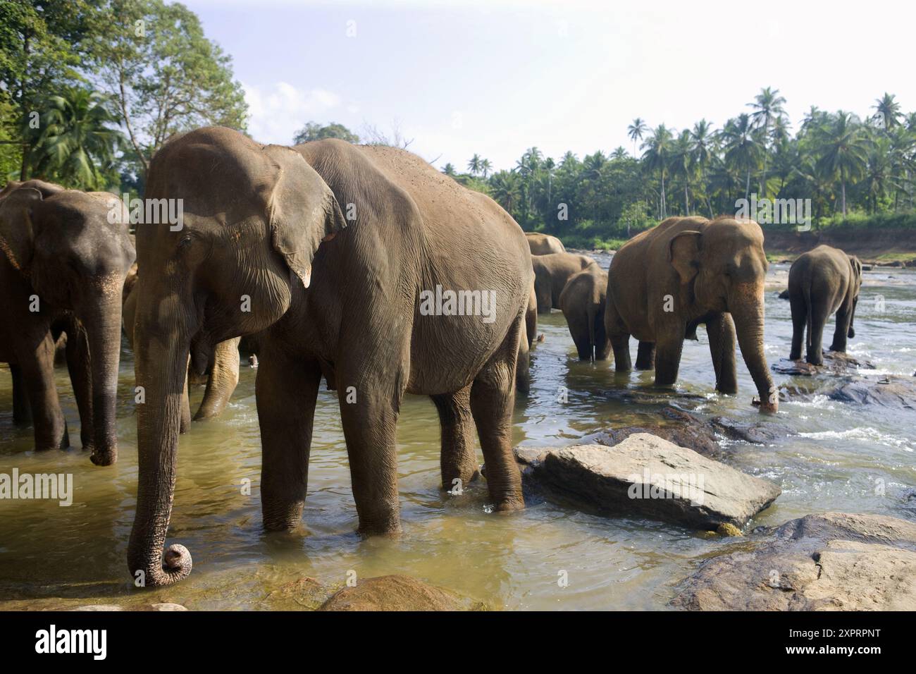 Rivers of sri lanka hi-res stock photography and images - Alamy