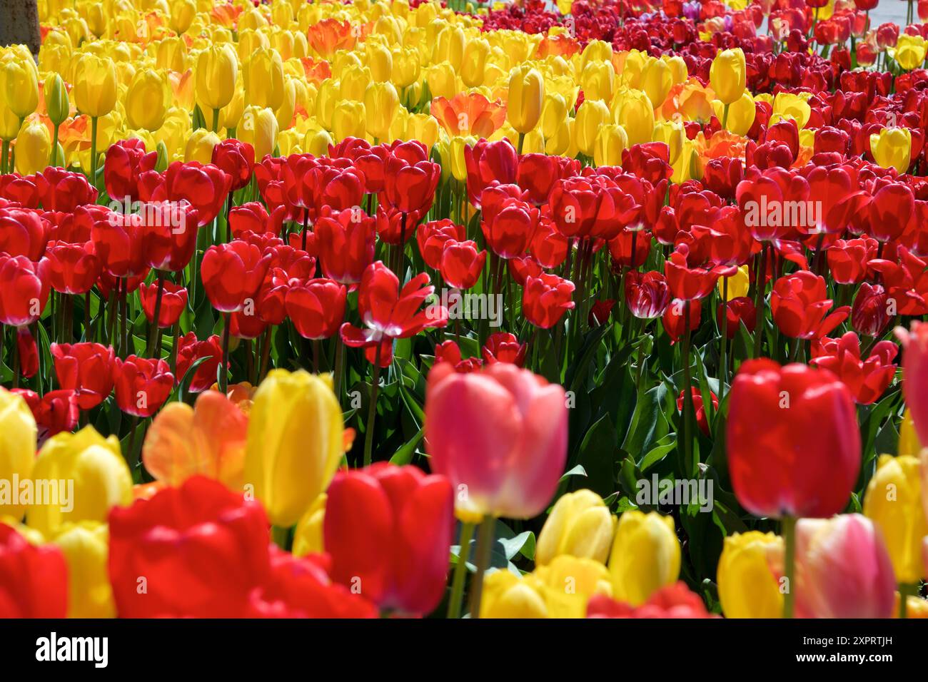 Red and yellow tulips in the garden, Toronto Botanical Garden Stock ...