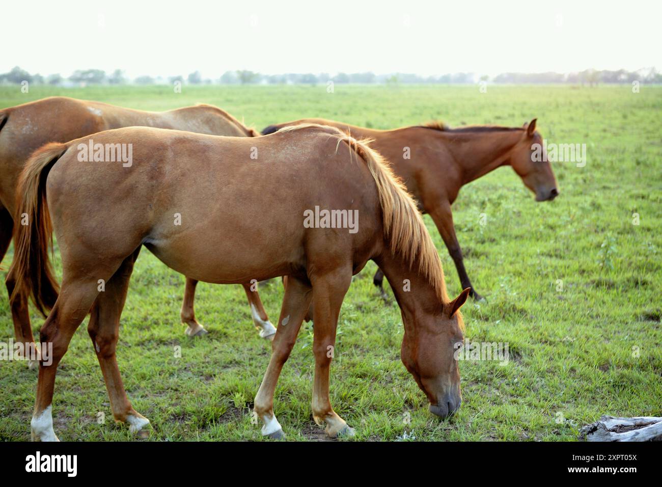 Group horses eating grass on hi-res stock photography and images - Alamy