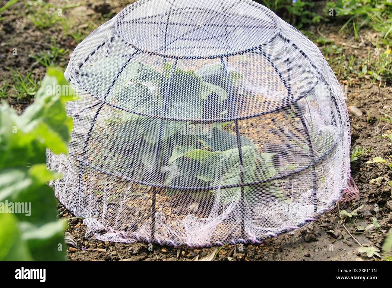 Wire hanging baskets covered in leftover pink dressmaking net and repurposed as plant protectors Stock Photo