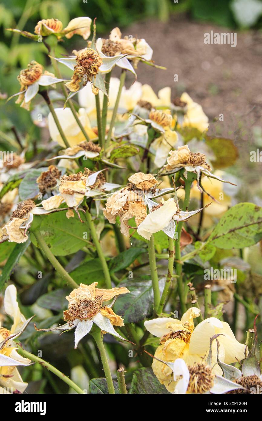 Roses in need of deadheading Stock Photo