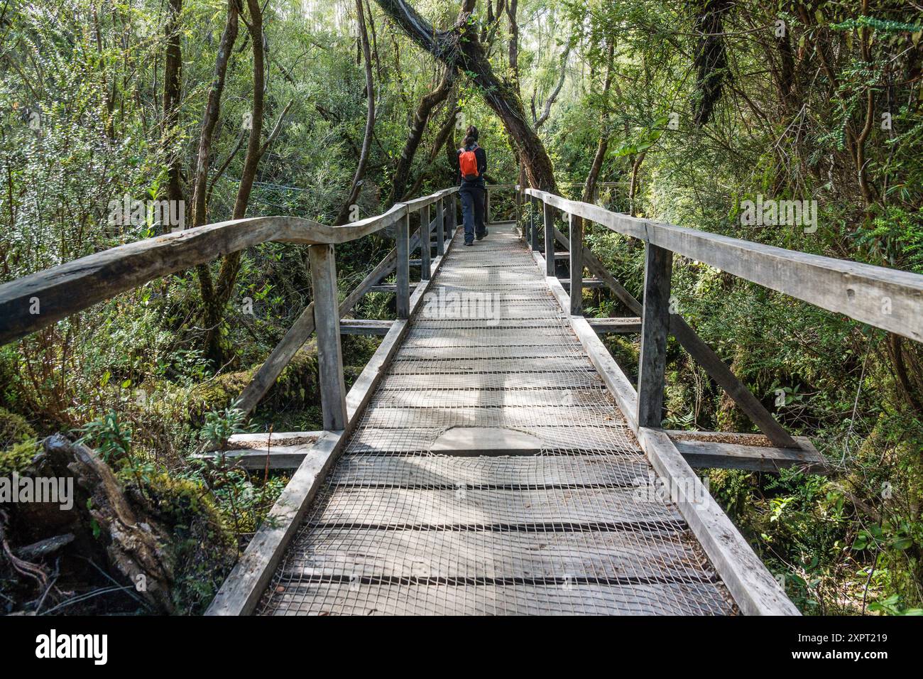 Parque Nacional Chiloé, Cucao, cordillera de la costa, archipiélago de Chiloé ,provincia de Chiloé ,región de Los Lagos,Patagonia, República de Chile, Stock Photo