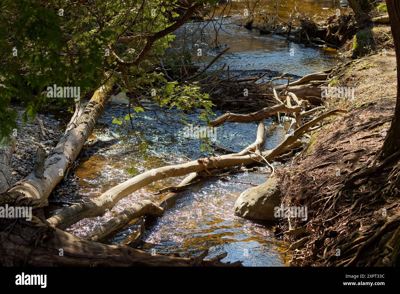 Smaller creek flowing through the forest Stock Photo
