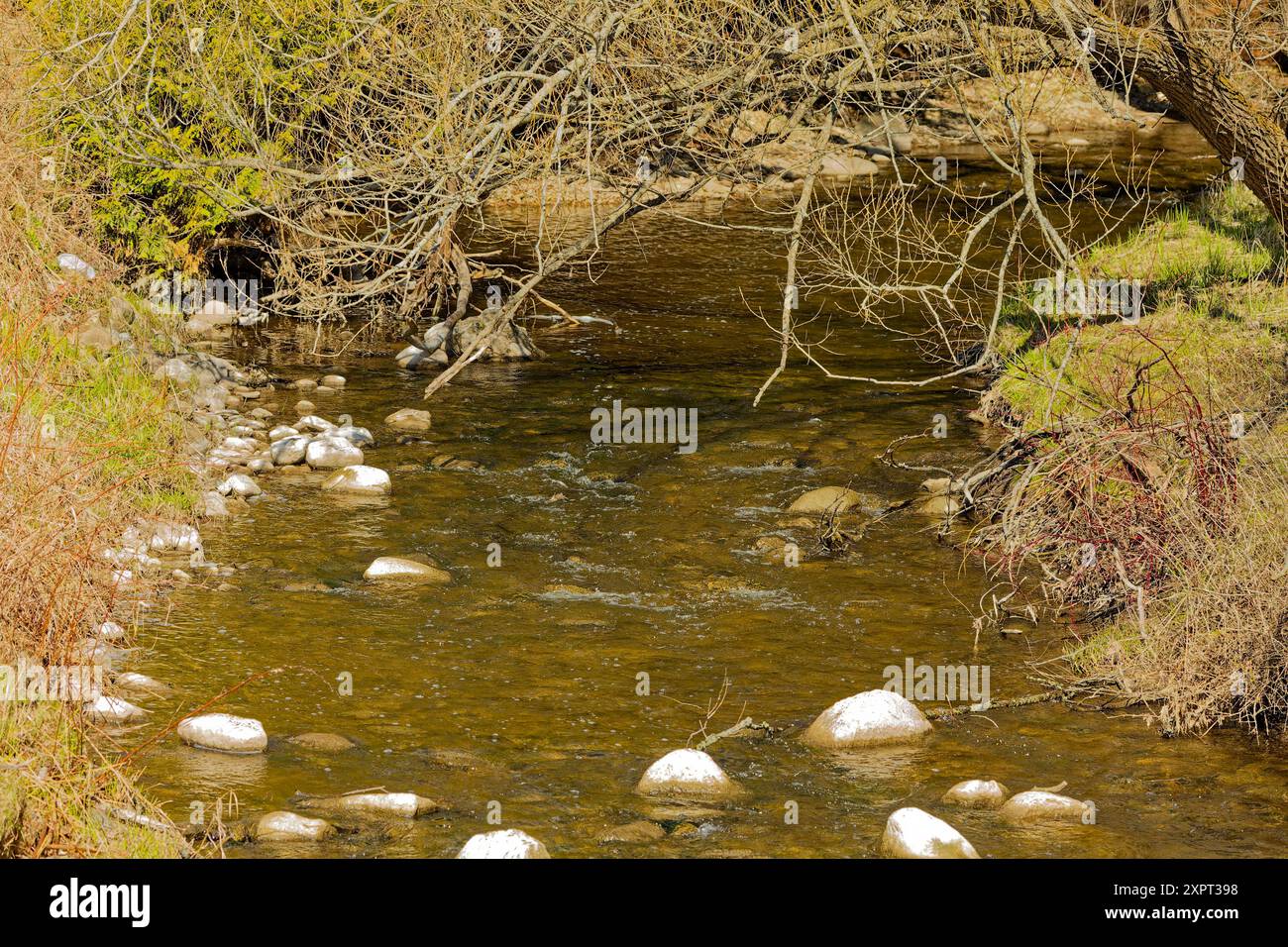 Smaller creek flowing through the forest Stock Photo
