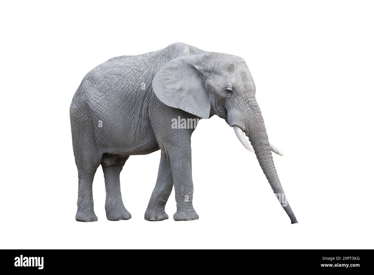 African elephant isolated on white background with clipping path Stock ...